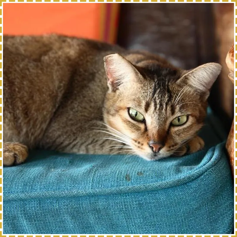 Bon Ton Antique Wooden Villas hotel facilities