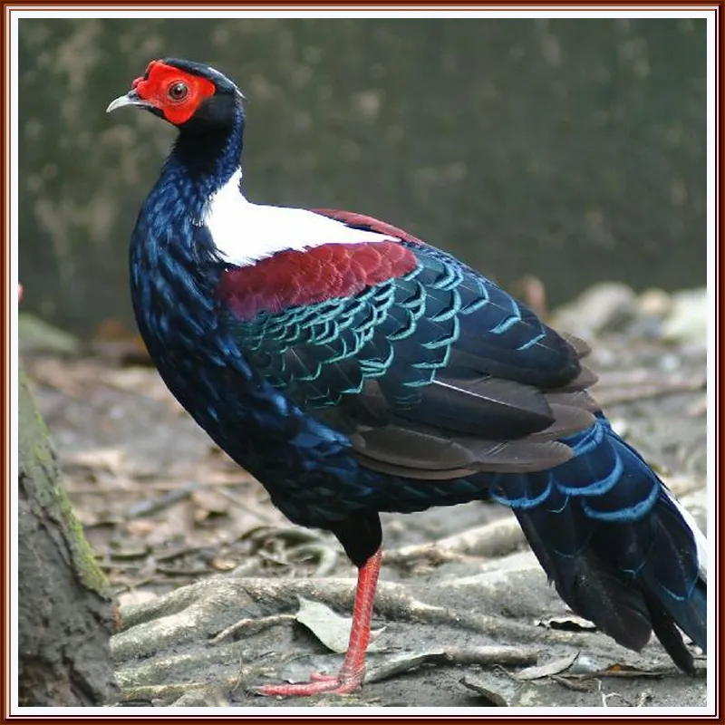 Shin Kong Chao Feng Ranch and Resort 호텔 이미지